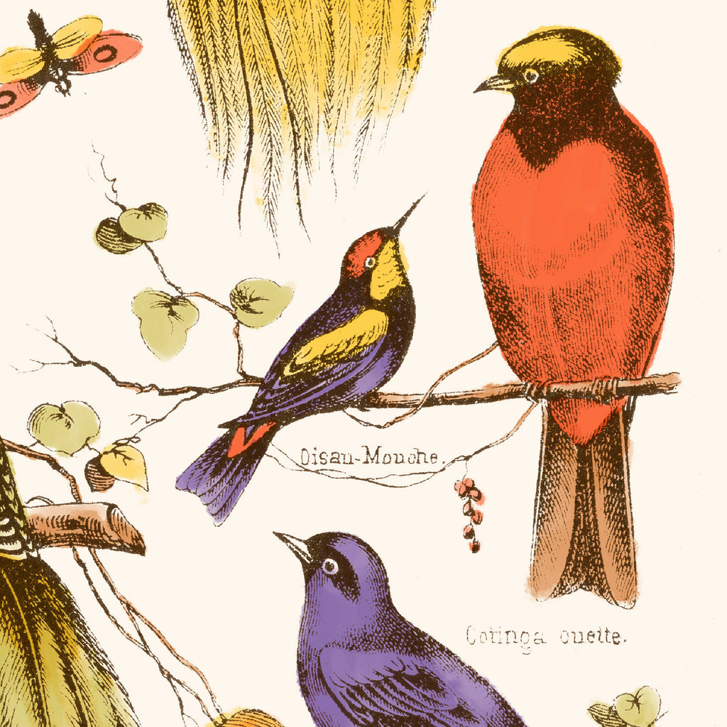 Affiche d’oiseaux exotiques : oiseaux orange et violet sur branches, fond clair.