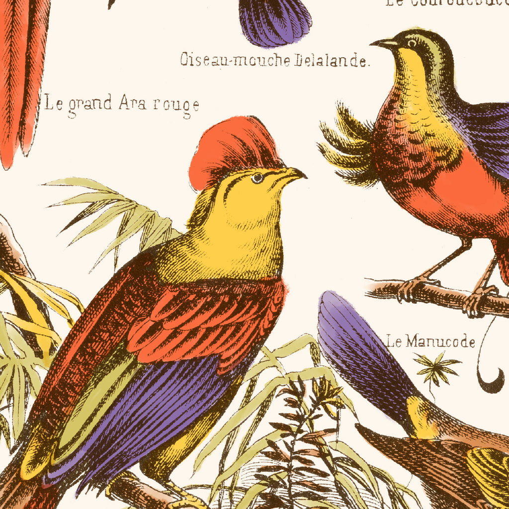 Affiche d’oiseaux exotiques : grands oiseaux jaunes et rouges sur branches feuillues.