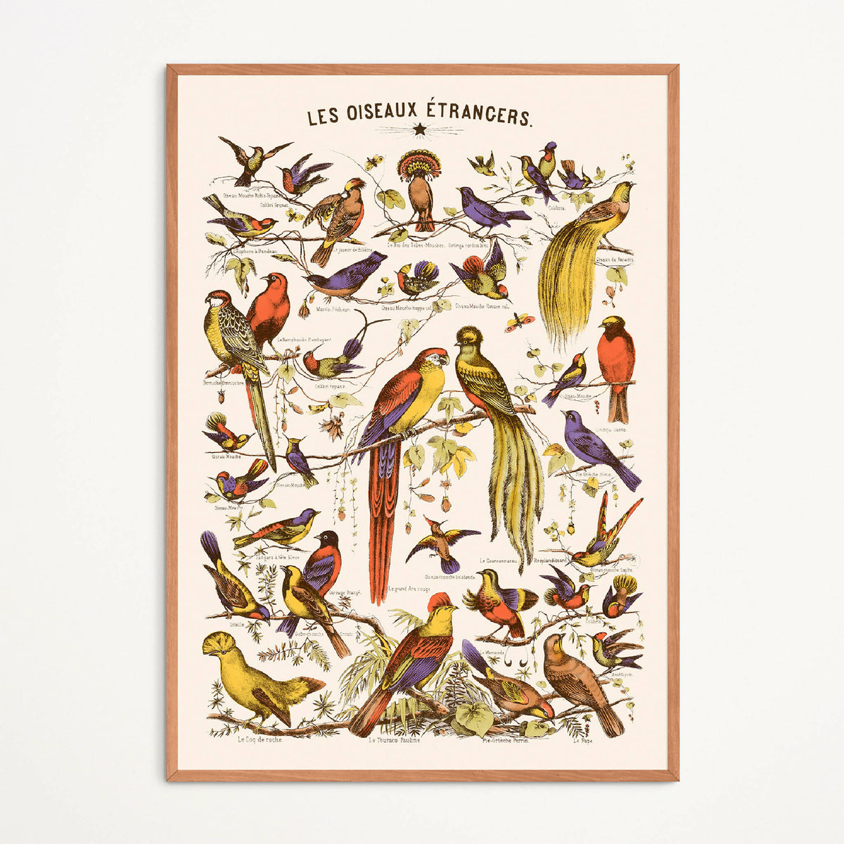 Affiche d’oiseaux exotiques encadrée, vue complète, nombreux oiseaux multicolores.