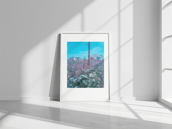 Affiche encadrée « Passion ombellifères » : cadre blanc, champ de fleurs, ciel bleu