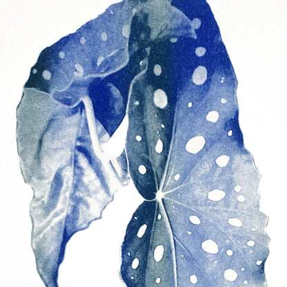 affiche fleur - Bégonia #2- Riso - A3 - 42 x 29,7 cm