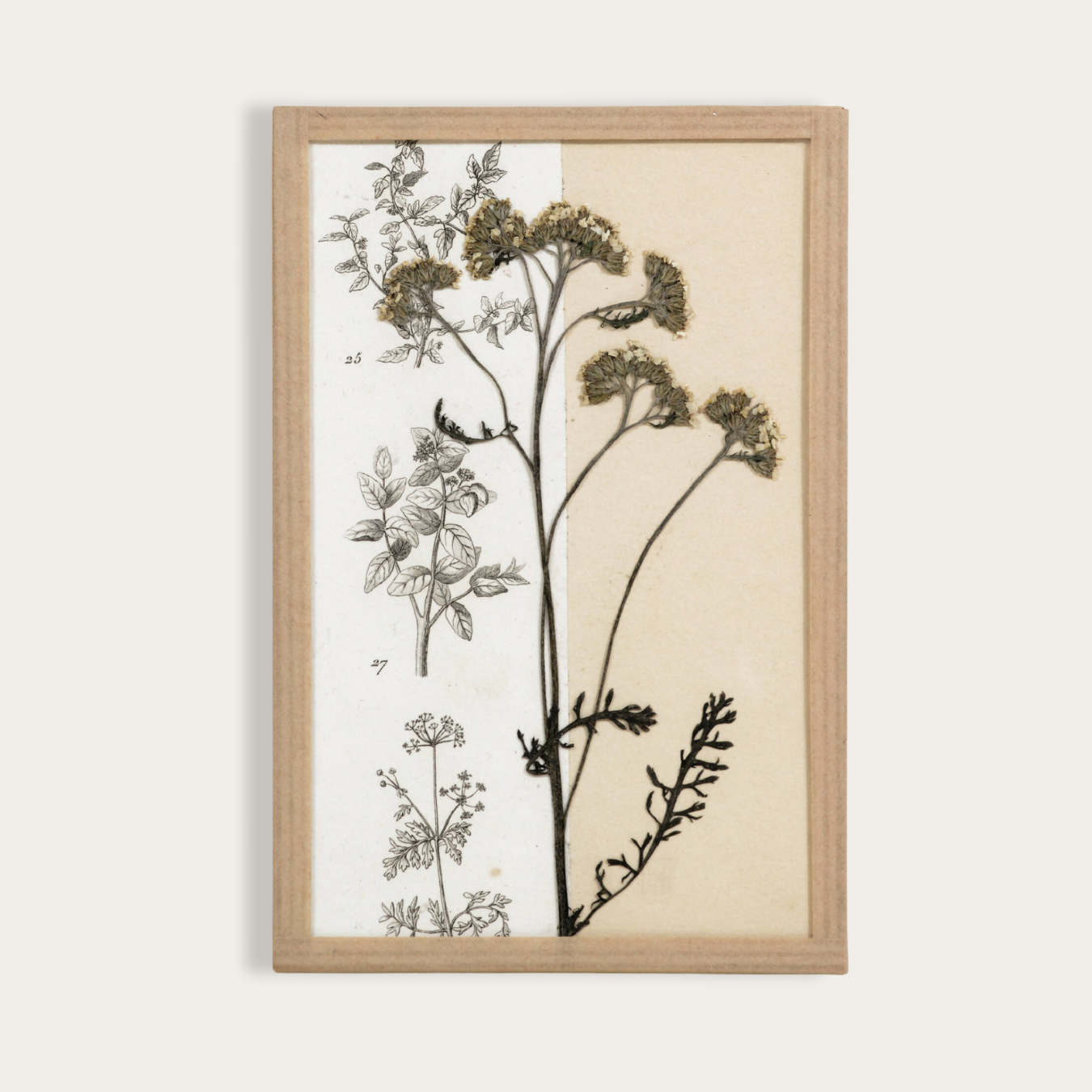 herbier contemporain - planche - art floral 