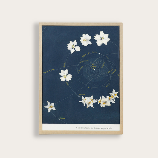 herbier contemporain - saturne - art floral 