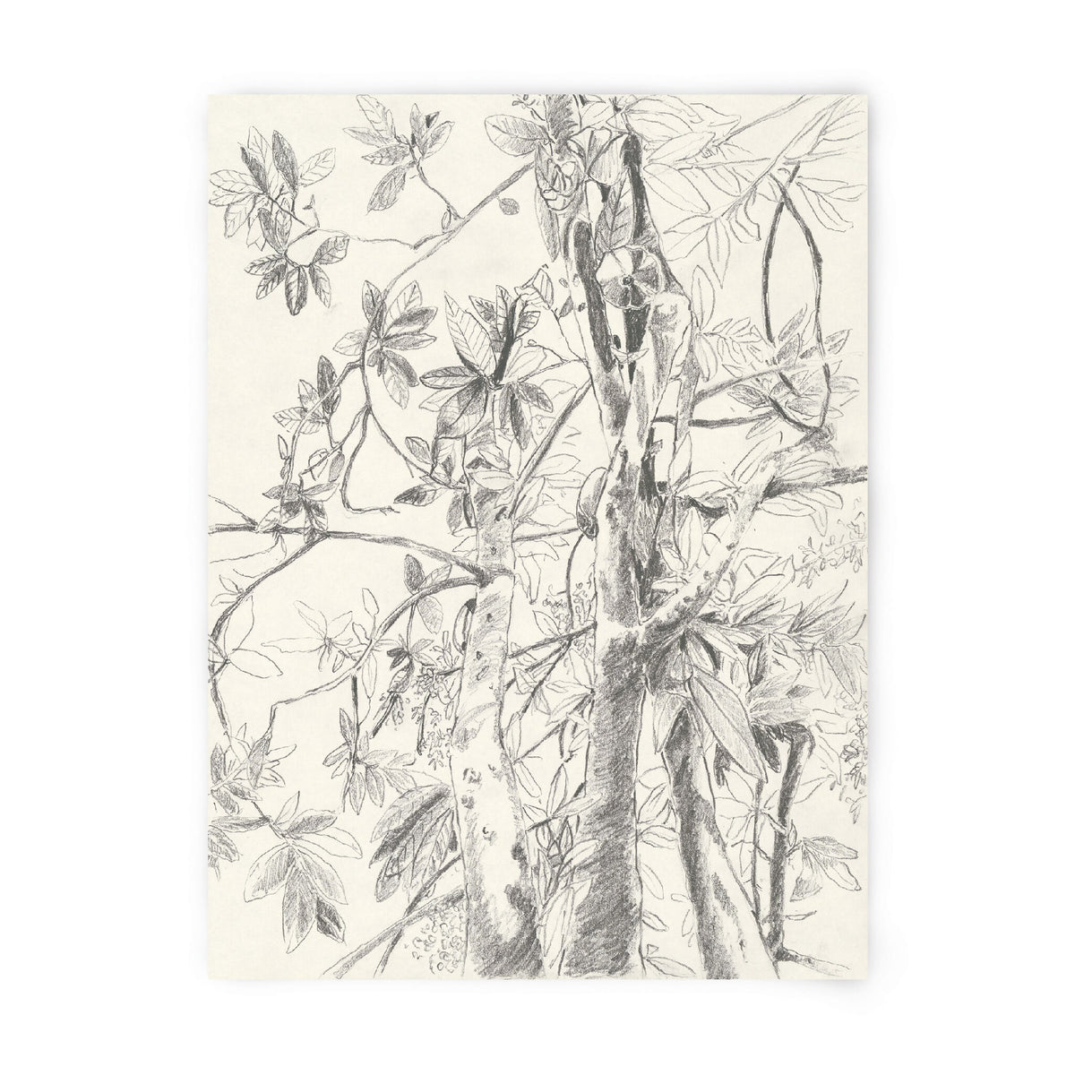 Tirage d'art numéroté et signé, illustration botanique à l'encre noire sur fond clair.