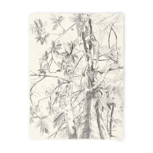 Tirage d'art numéroté et signé, illustration botanique à l'encre noire sur fond clair.