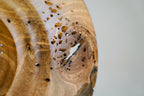 Sculpture - Nut-Burst