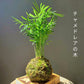 kokedama art traditionnel japonais artisanat local français plante verte