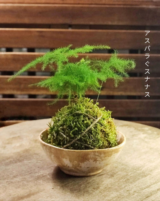 kokedama art traditionnel japonais artisanat local français plante verte