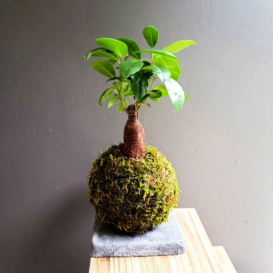 kokedama art traditionnel japonais artisanat local français plante verte