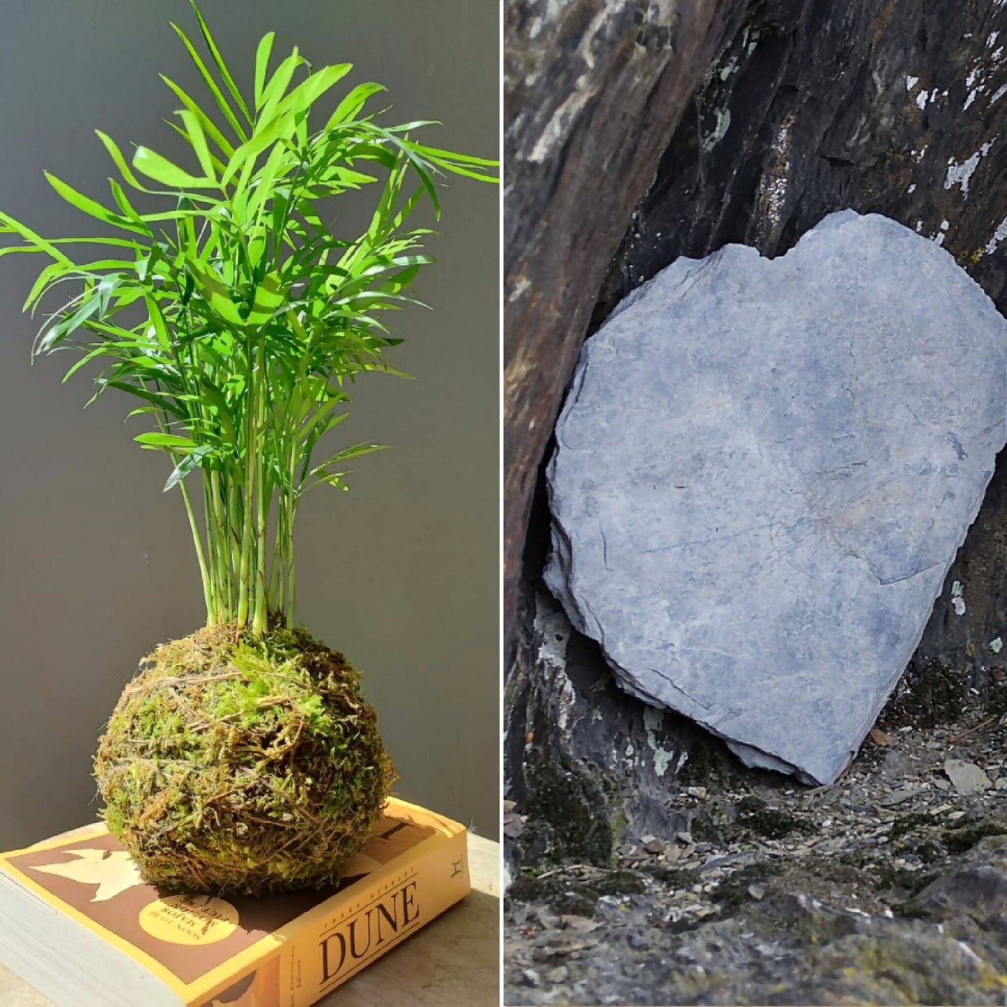 kokedama art traditionnel japonais artisanat local français plante verte