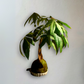 Kokedama Pachira L