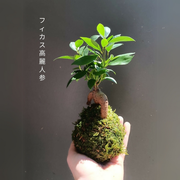 Mini kokedama au Ficus S : boule de mousse avec tige et feuilles vertes.