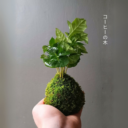 Mini kokedama caféier S : boule de mousse vert foncé avec tiges et feuilles vertes