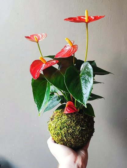 Kokedama d’anthurium rouge : boule de mousse avec fleurs rouges et feuilles vertes.