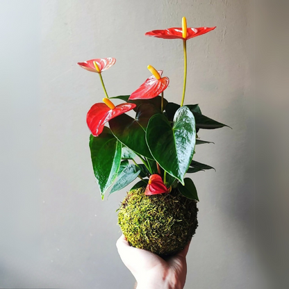Kokedama d’anthurium rouge sur boule de mousse, feuilles vertes et fleurs en forme de cœur