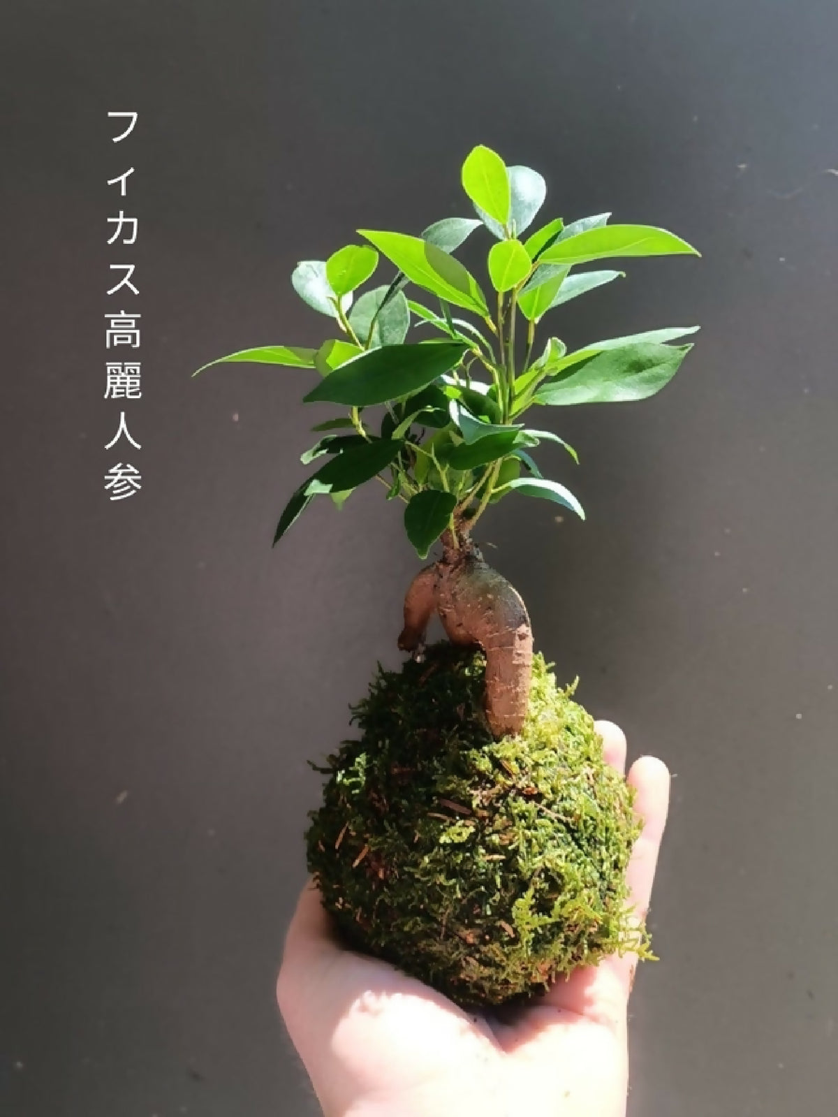 Mini kokedama de Ficus : boule de mousse verte avec tige brune et feuilles vertes.
