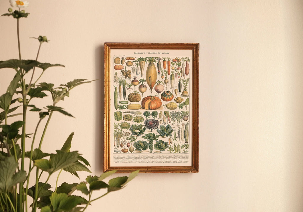 Affiche encadrée d’illustrations botaniques de légumes et plantes potagères