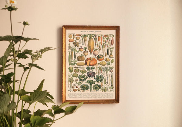 Affiche encadrée d’illustrations botaniques de légumes et plantes potagères