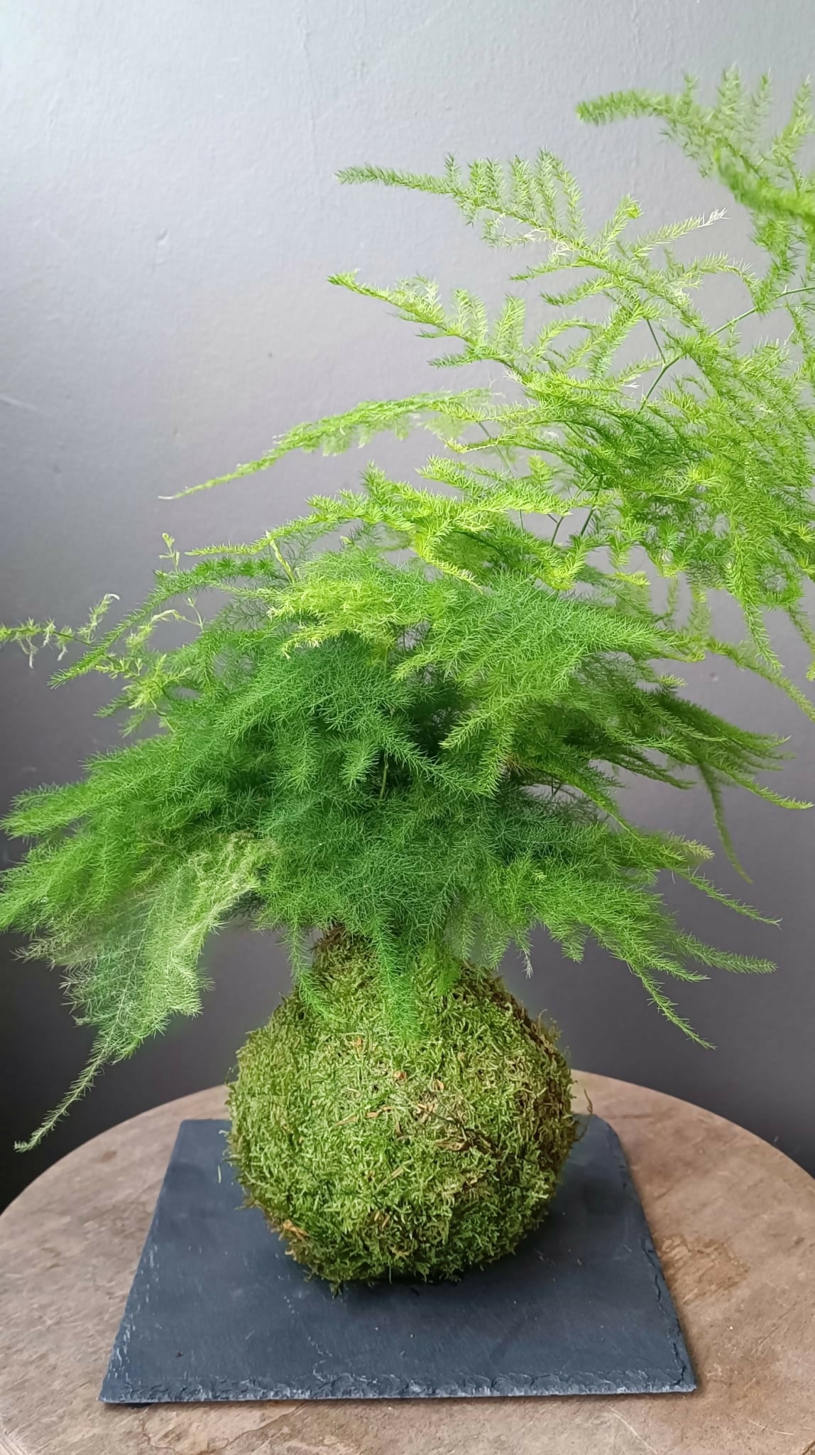 Kokedama d’asperge vert en boule de mousse, sur support en ardoise rectangulaire