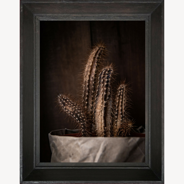 Tableau encadré de cactus bruns, cadre noir, tissu gris sous les tiges épineuses.