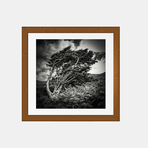Photographie carrée encadrée, arbre seul au vent en noir et blanc