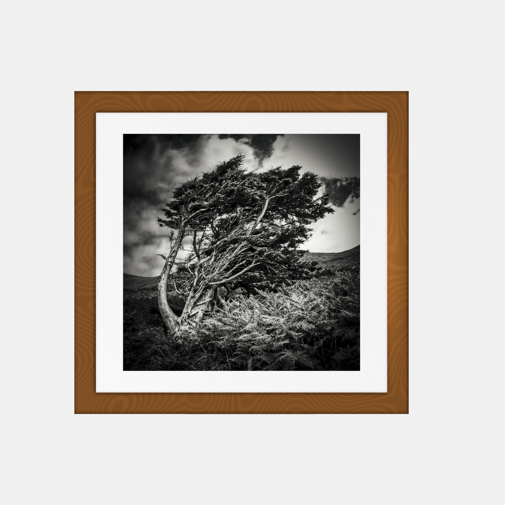 Photographie carrée encadrée, arbre seul au vent en noir et blanc