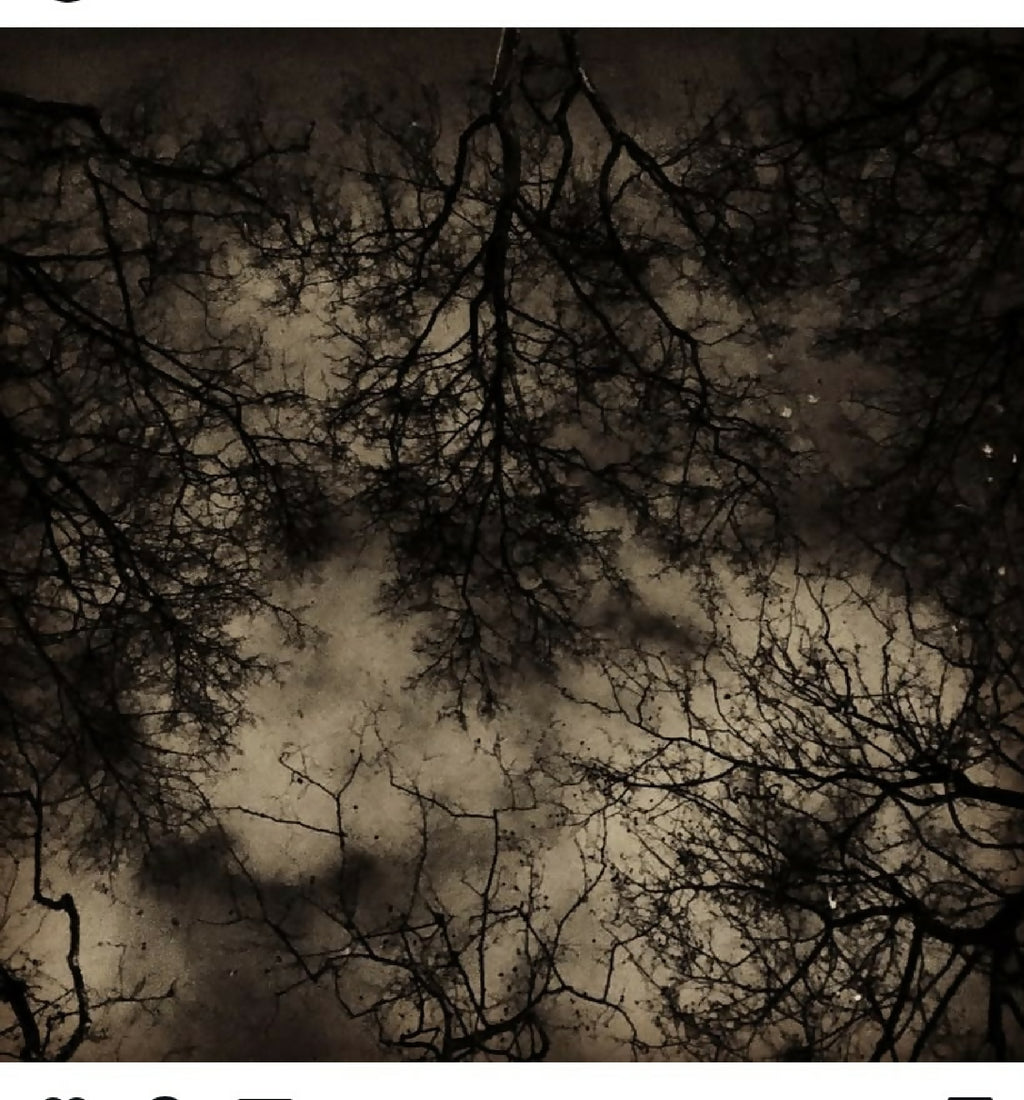 Photographie nature : branches dénudées et ciel nuageux sombre