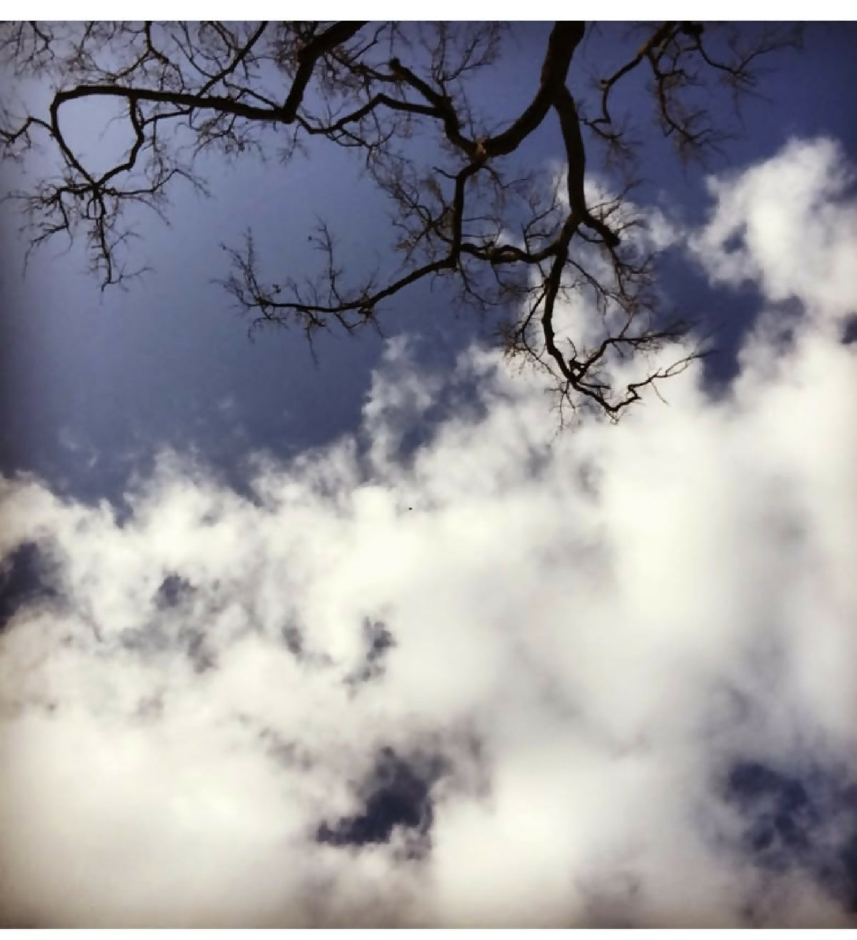 Photographie nature : branches dénudées sur ciel bleu et nuages blancs