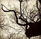 Photographie nature : branches d’arbre en silhouette sur ciel clair et nuageux