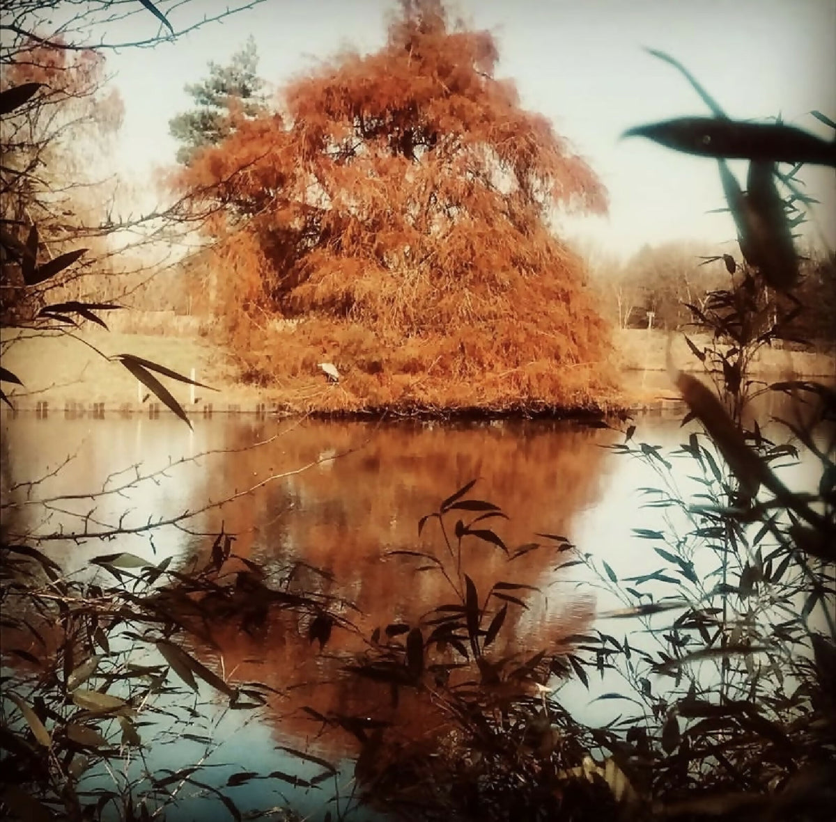 Photographie nature : arbre aux tons orangés près de l’eau, végétation au premier plan