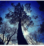 Photographie nature : grands arbres silhouettés vers le ciel bleu