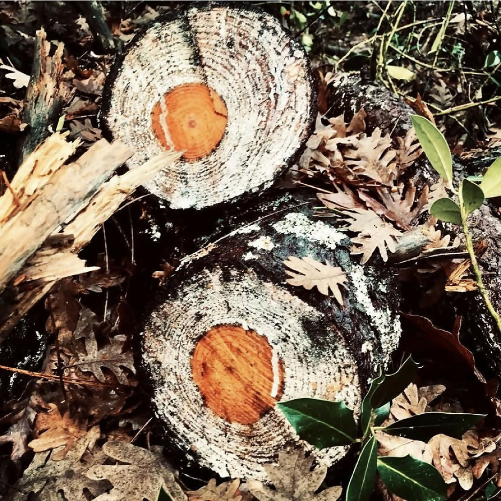 Photographie nature : tranches de bois avec cernes orangés et feuilles au sol