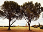 Photographie nature : deux grands arbres dans un champ, ciel couvert