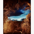 Photographie paysagère : arbres bruns et ciel sombre aux éclairs