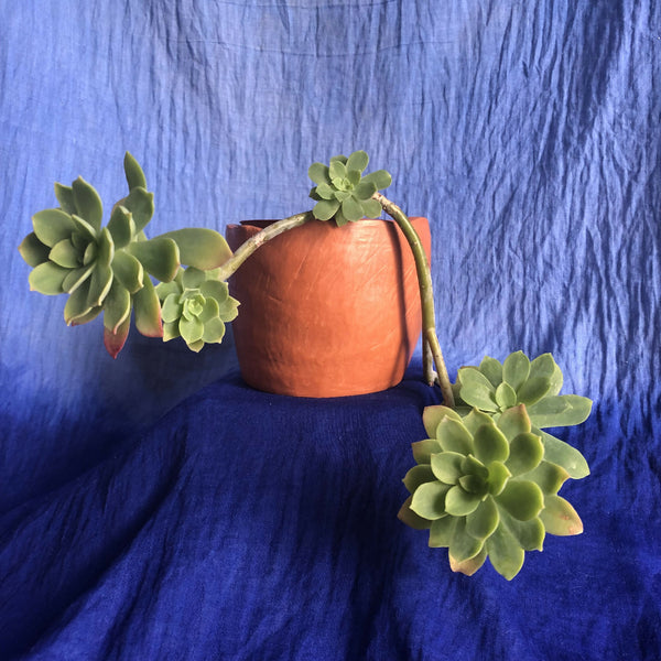 Pot en métal cuivré rouge avec tiges de plantes vertes, bord supérieur roulé.