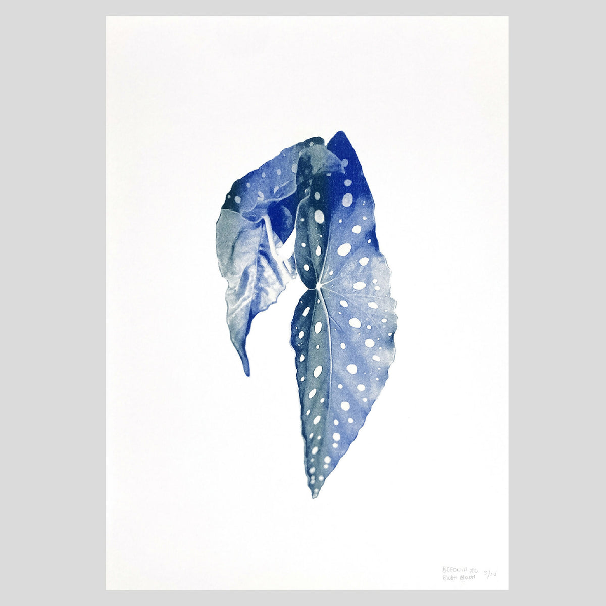 Affiche Bégonia bleu aquarelle à points blancs, format A3