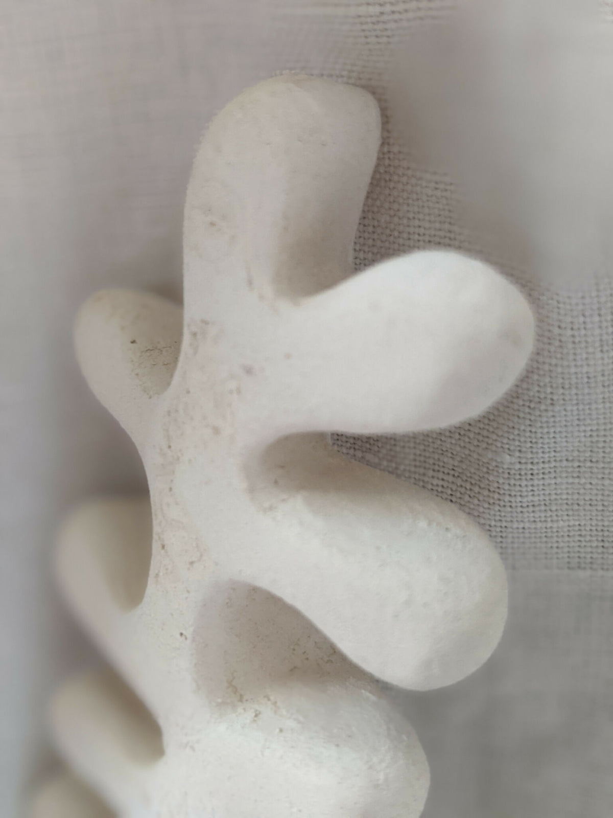Sculpture d’algue blanche, gros plan sur une branche et le creux