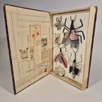 Livre de sculptures sur les insectes ouvert, insectes en relief et page imprimée