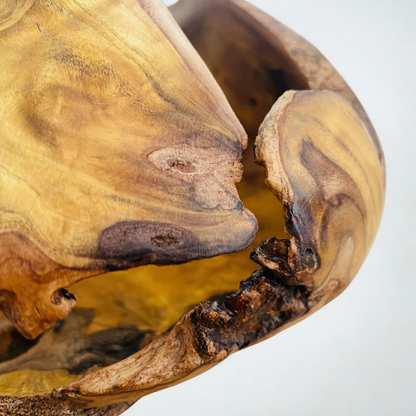 TENSION — Carapace