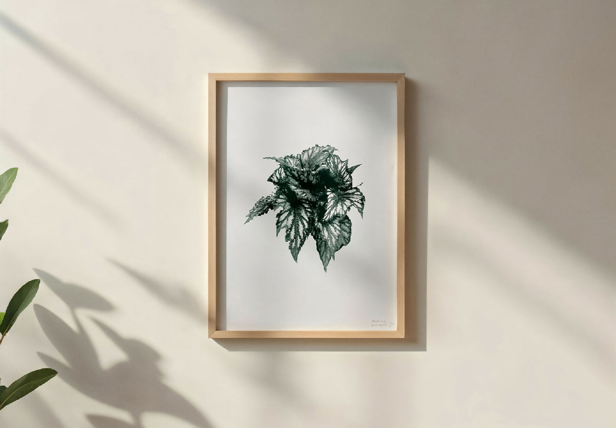Affiche feuille bégonia encadrée, impression vert foncé sur fond clair