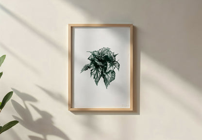 Affiche feuille - Bégonia#3 - riso - A3 - 42 x 29,7 cm