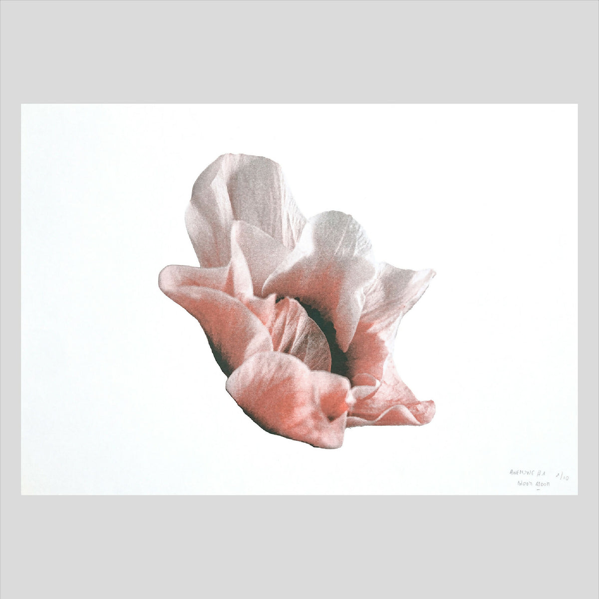 Affiche florale d’anémone rose et grise, impression riso, format A3 29,7×42 cm