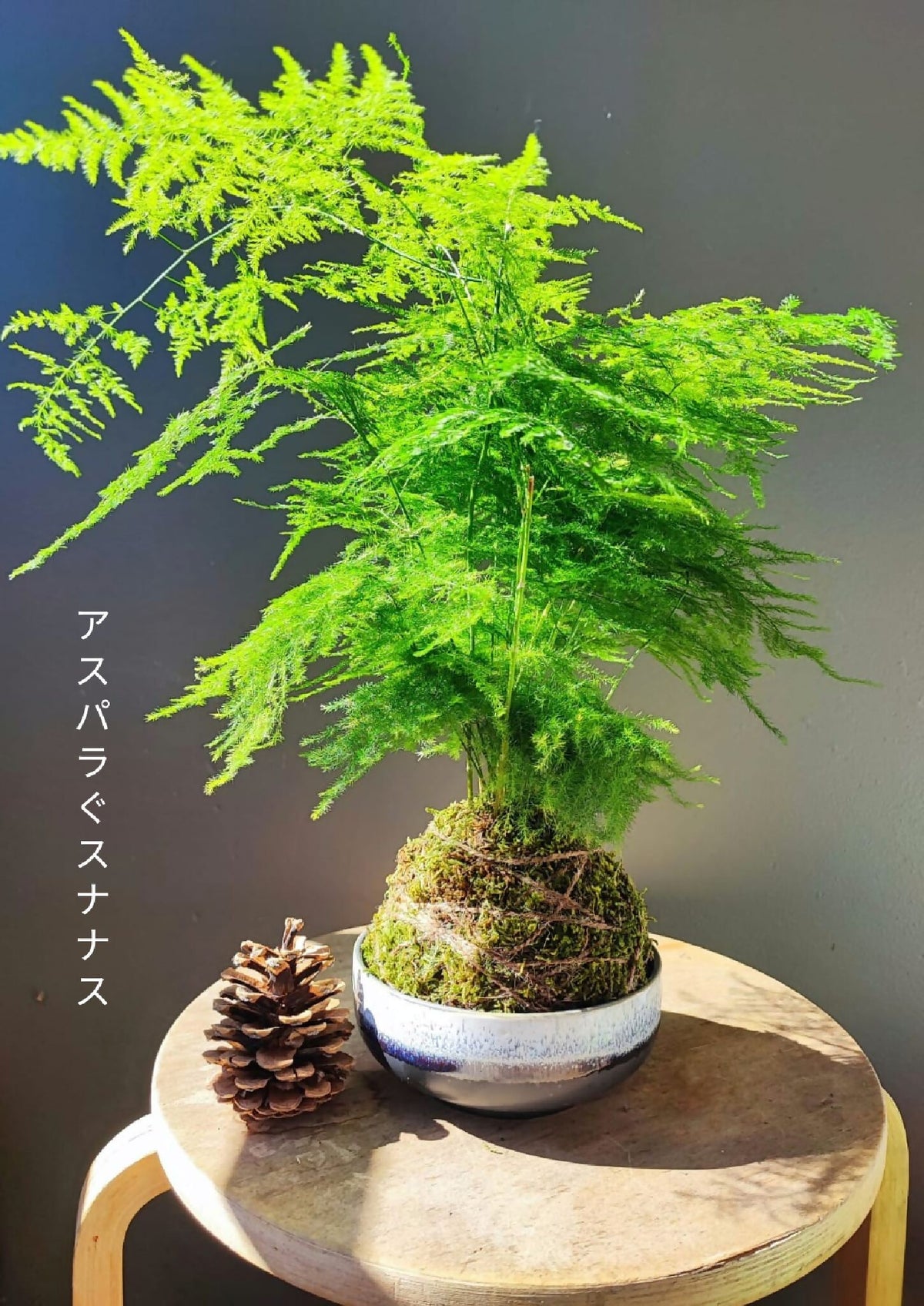 Kokedama d’asperge vert en boule de mousse, sur support rond en bois