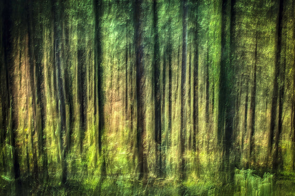 Tableau encadré : forêt vert vif, troncs verticaux, visuel lumineux.