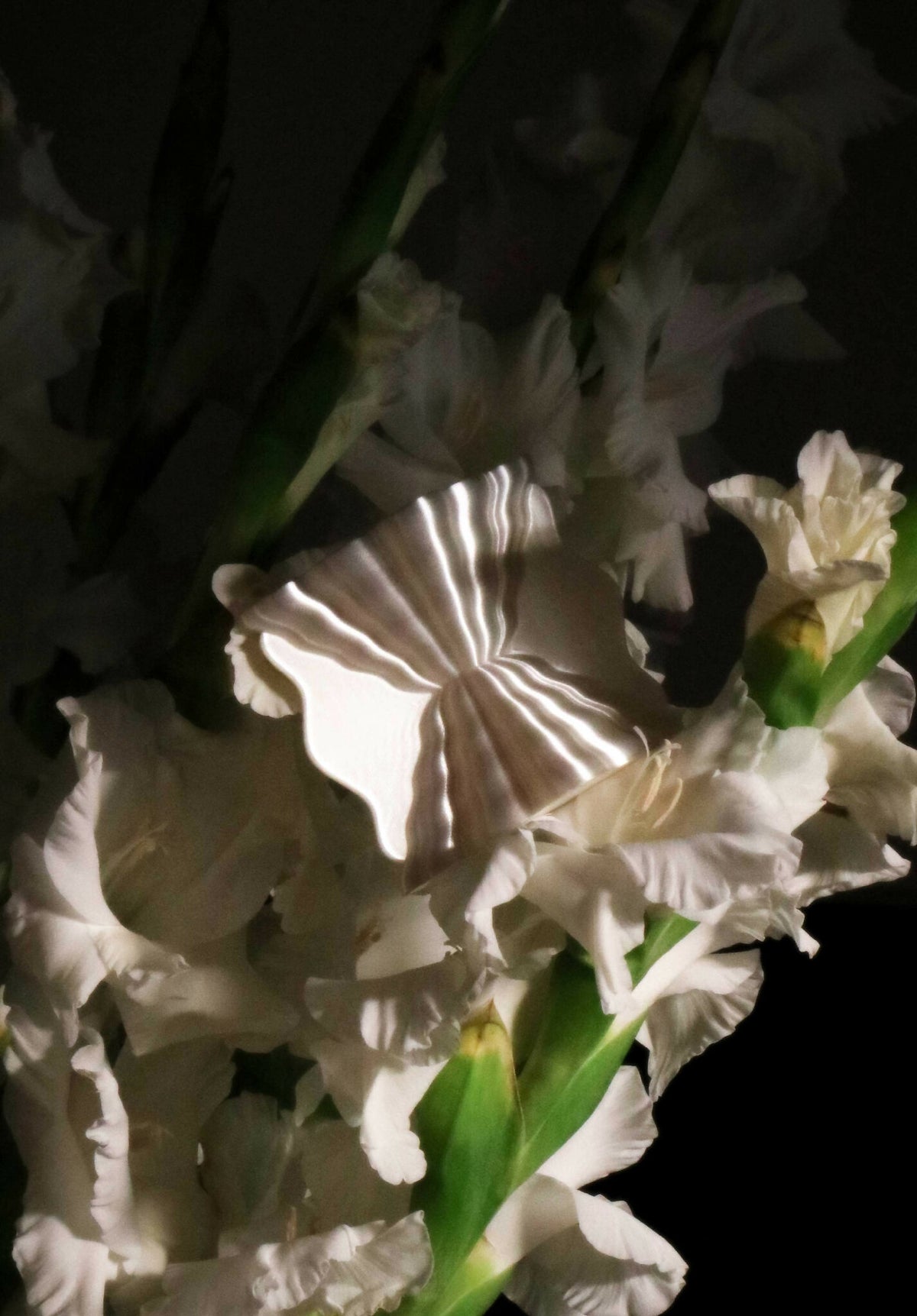Coquetier Galéa en forme de fleur, pétales blancs, tige verte