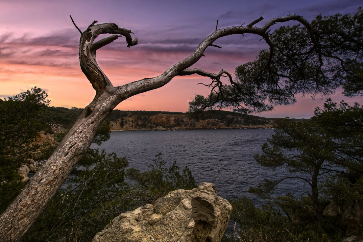 Paysage : arbre tordu au premier plan, eau et ciel au coucher du soleil
